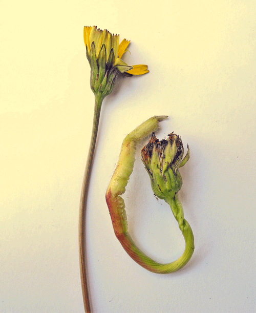 Ditylenchus dipsaci: gall on Leontodon hispidus