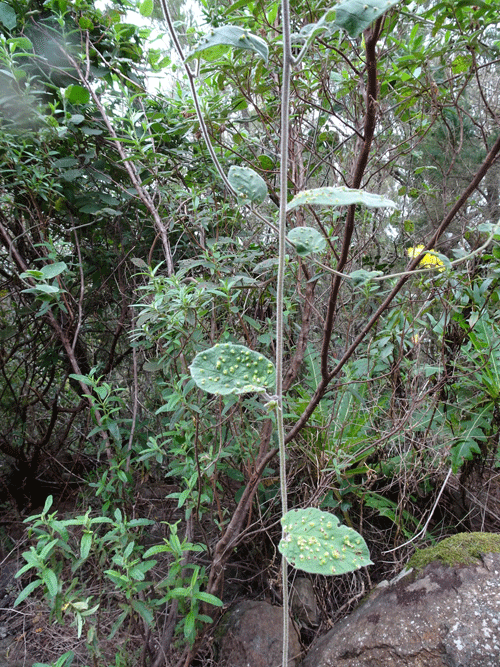 unknown gall on Convolvulus canariensis