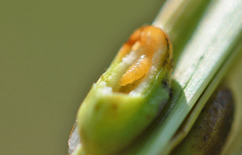 Planetella caricis: gall on Carex cf acutiformis