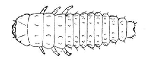 Xenostrongylus llateralis larva