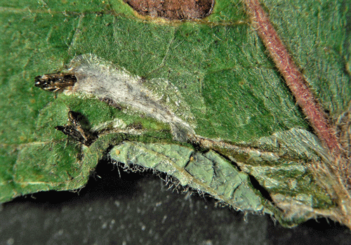 Phyllocnistis ramulicola: mine on Salix caprea