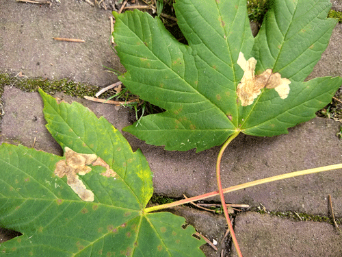 Cameraria ohridellaL: mines on Acer peudoplatanus