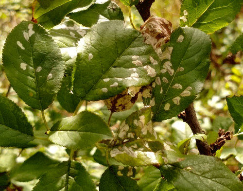 Scythropia crataegella: mines on Prunus domestica