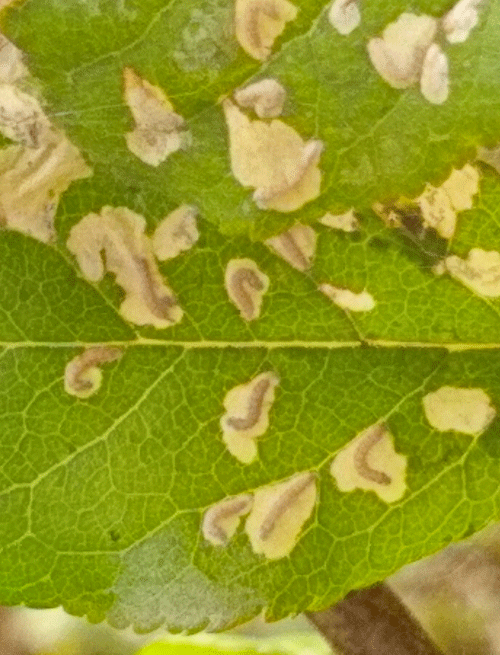 Scythropia crataegella: mines on Prunus domestica