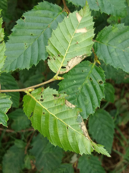 Parornix carpinella mines on Carpinus betulus