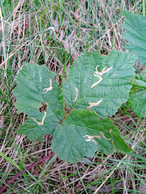 Coptotriche marginea: mines on Rubus spec.