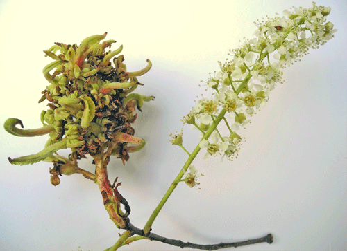 Taphrina farlowii on Prunus serotina