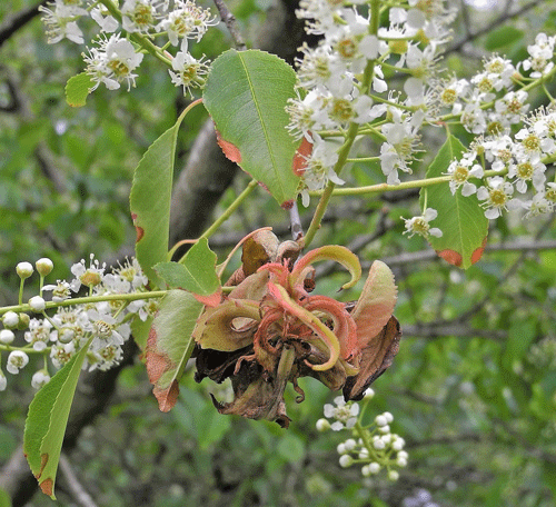 Taphrina farlowii on Prunus serotina