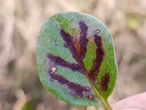 leaf spot on Pyrola rotundifolia
