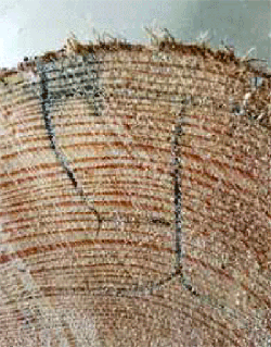 Gnathotrichus materiarius: galleries