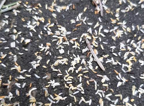 Contarinia pseudotsugae larvae