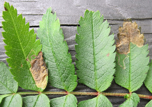 Stugmella sorbi: mines on Sorbus aucuparia