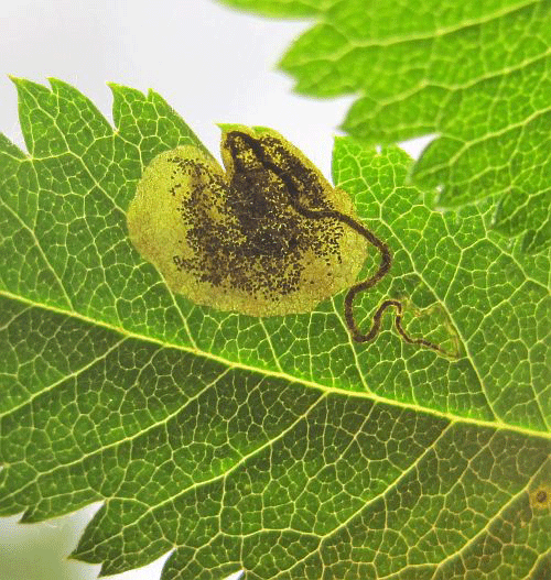 Stigmella sorbi: vacated mine on Sorbus aucuparia