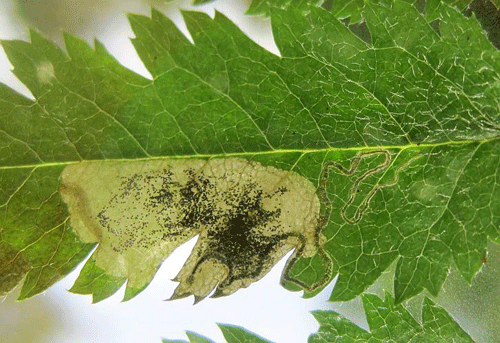 Stigmella sorbi: occupied mine on Sorbus aucuparia
