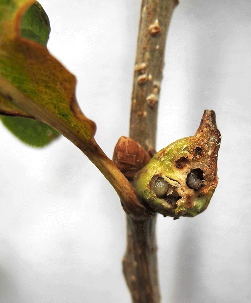 Andries aries: parasitised gall