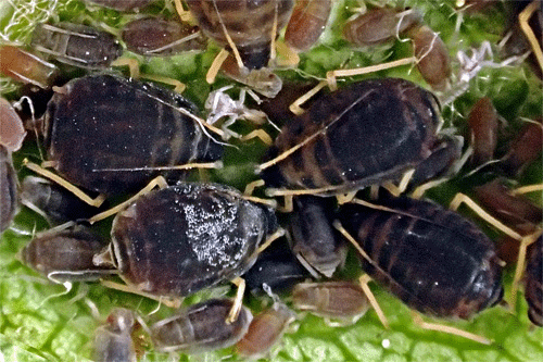 Melanaphis pyraria colony