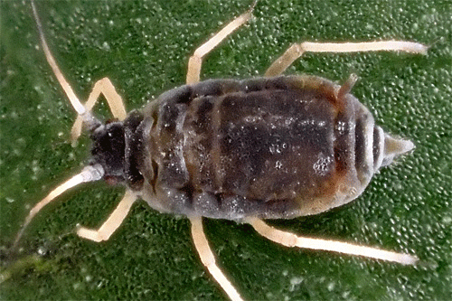 Melanaphis pyraria aptera
