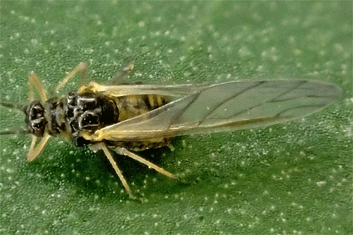 Melanaphis pyraria alata