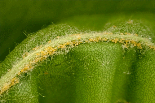 Cacopsylla spec on Pyrus spec.