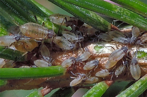 Cinara piceicola on Picea abies