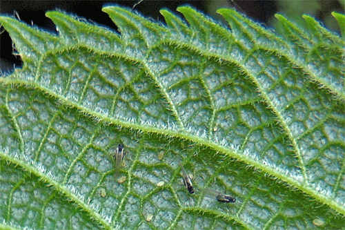 Aphis gossypii on Celtis australis