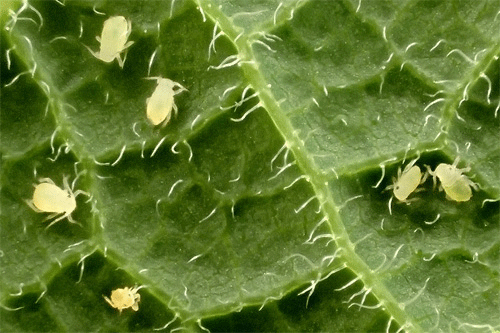 Aphis gossypii on Celtis australis