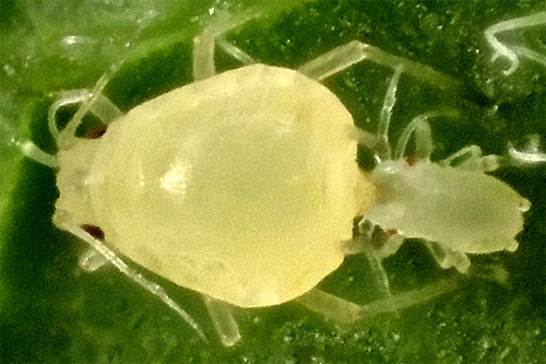 Aphis gossypii on Celtis australis