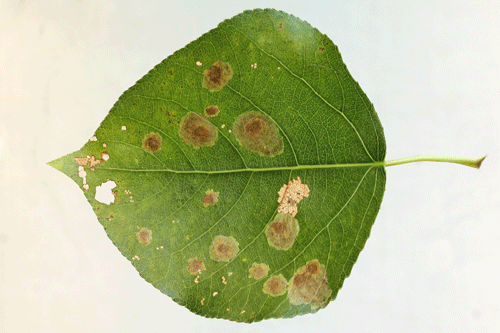 Isochnus sequensi: mines on Populus x canadensis