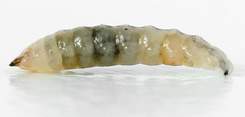Isochnus sequensi: larva