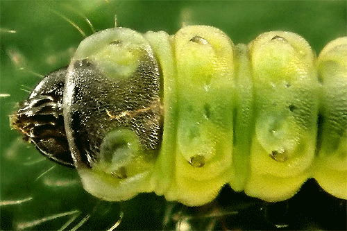 Coptotriche angusticollella larva