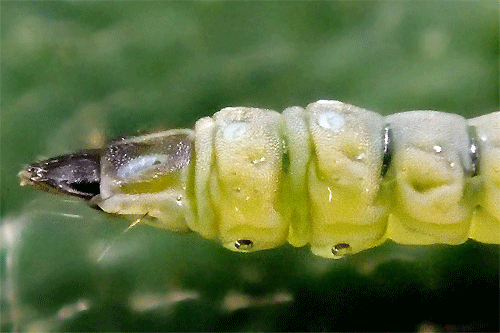 Coptotriche angusticollella larva
