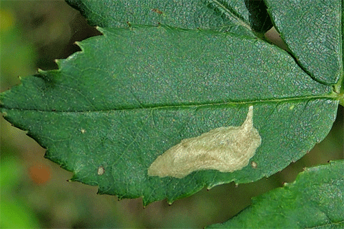 Coptotriche angusticollella on Rosa spec.: mine