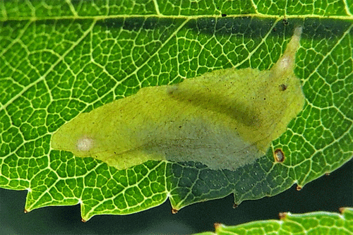 Coptotriche angusticollella on Rosa spec.: mine