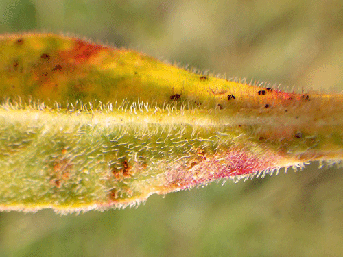Uromyces inaequialtus on Silene nutans