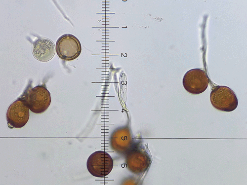 Uromyces inaequialtus on Silene nutans