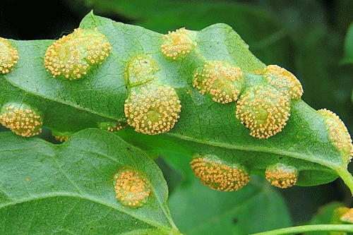 Aecidium clematidis on Clematis vitalba