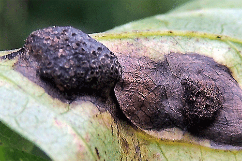 Aecidium clematidis on Clematis vitalba