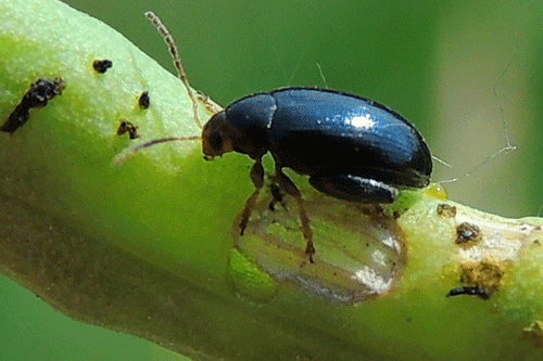Psylliodes chrysocephala on Brassica napus