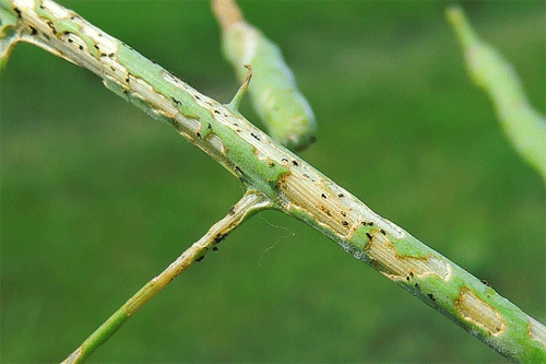 Psylliodes chrysocephala on Brassica napus