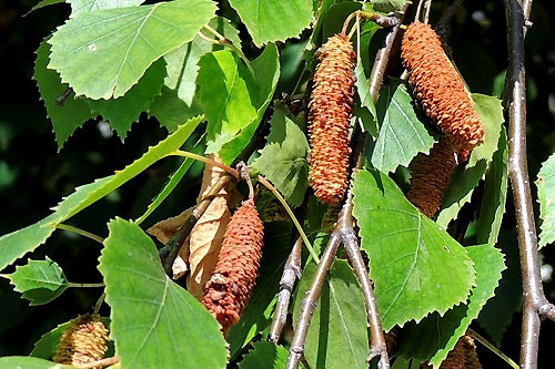 Kleidocerys resedae on Betula pendula