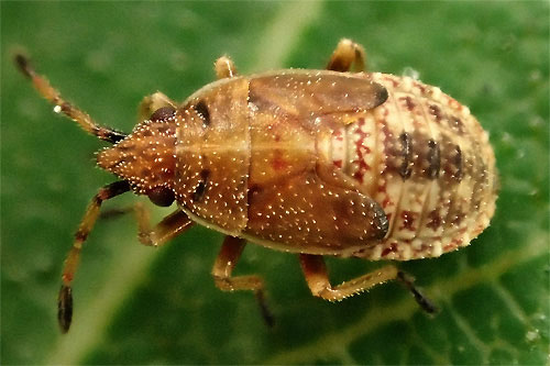 Kleidocerys resedae on Betula pendula