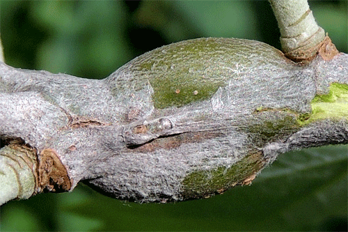 Hexomyza schineri on Populus tremula