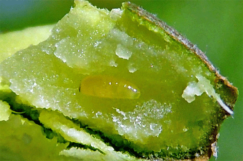Hexomyza schineri on Populus tremula