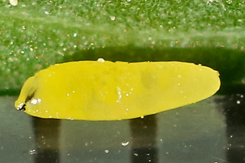 Hexomyza schineri on Populus tremula