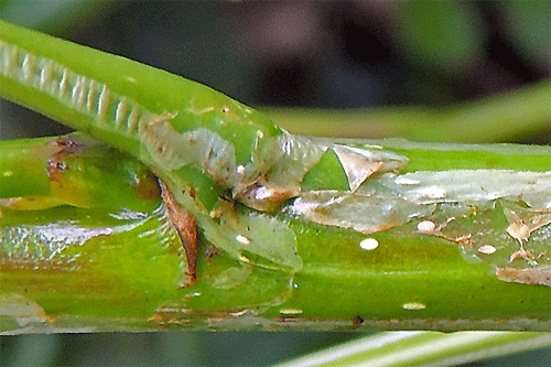Phyllocnistis extrematrix on Populus nigra