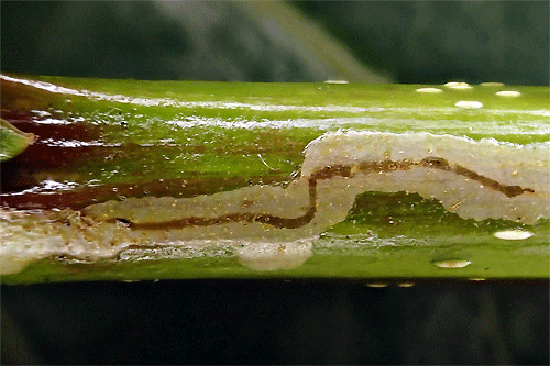 Phyllocnistis extrematrix on Populus nigra
