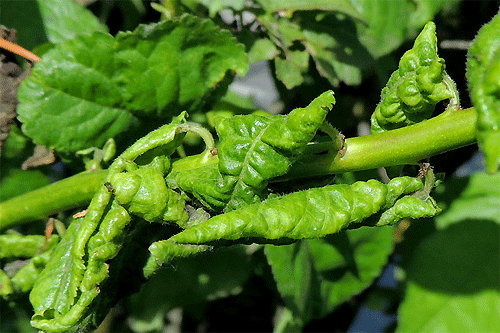Brachycaudus prunicola on Prunus cerasifera
