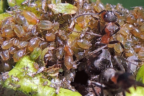 Brachycaudus prunicola on Prunus cerasifera