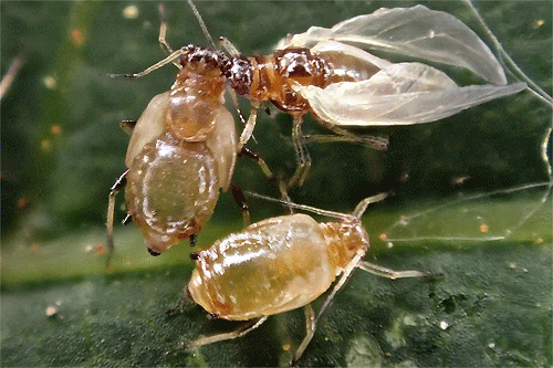 Brachycaudus prunicola on Prunus cerasifera