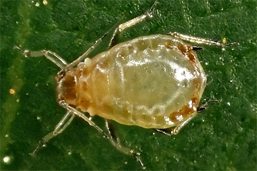 Brachycaudus prunicola on Prunus cerasifera
